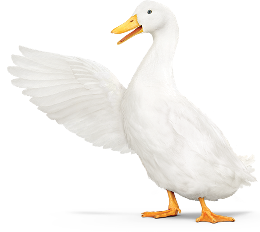 Aflac Duck